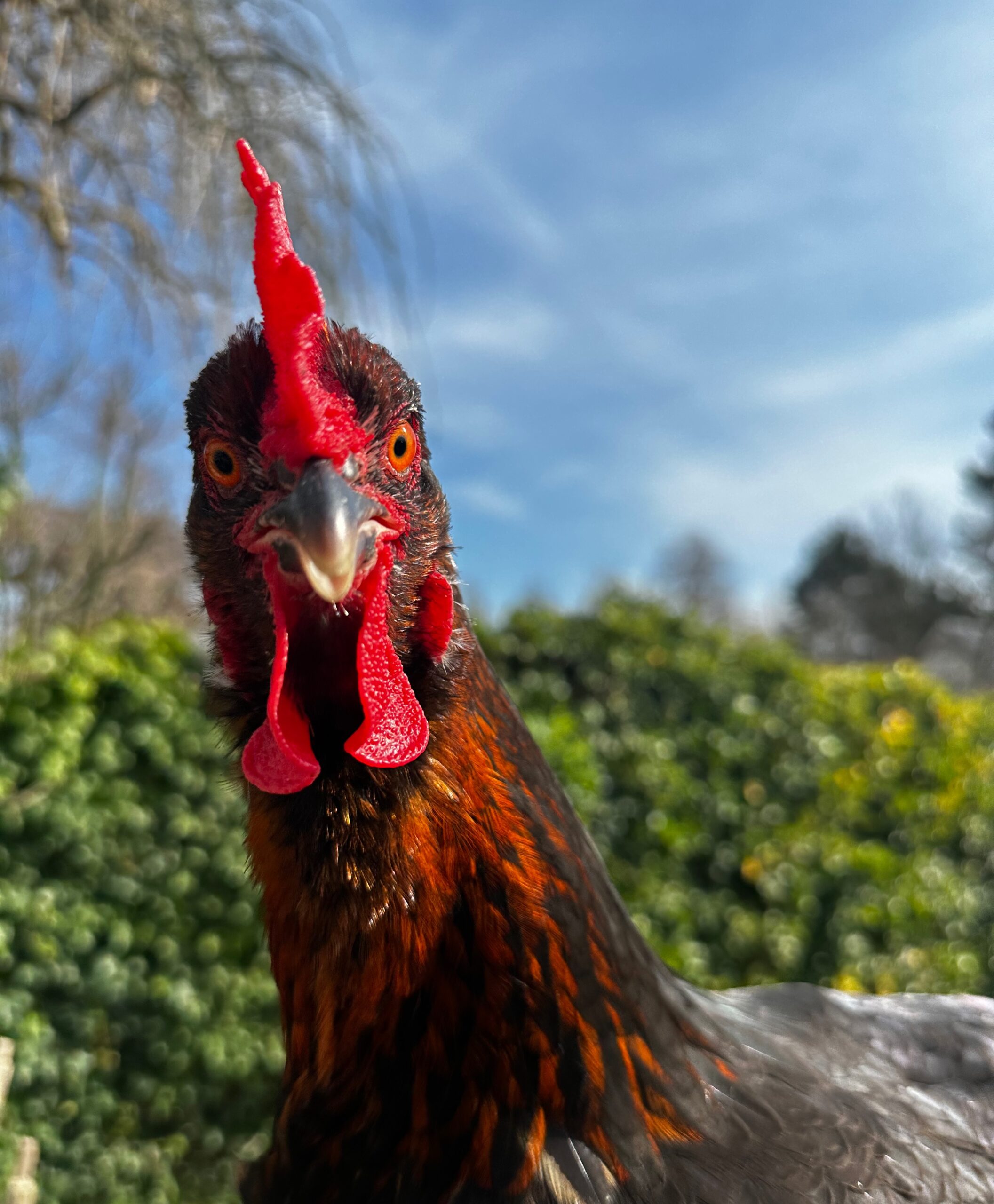 Over Lettersreken en Elfi Buhrs